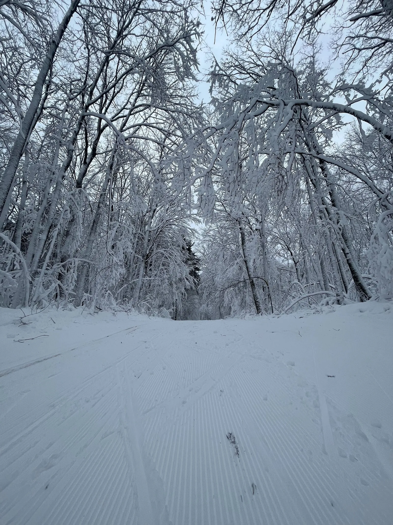 A freshly groomed ski trail corridor running through a forest where every branch is coated in snow